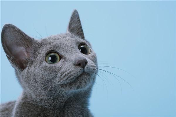 冬天不怕冷的六种猫咪，御寒能力强，穿衣反而会不舒服！
