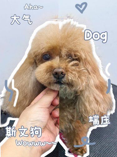  萌宠大变身 | 艾迪的华丽蜕变 