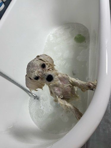 泡澡小宠物超治愈