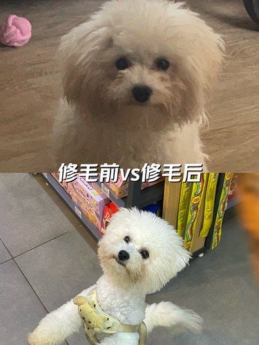 剪了这个发型小狗走路都带风