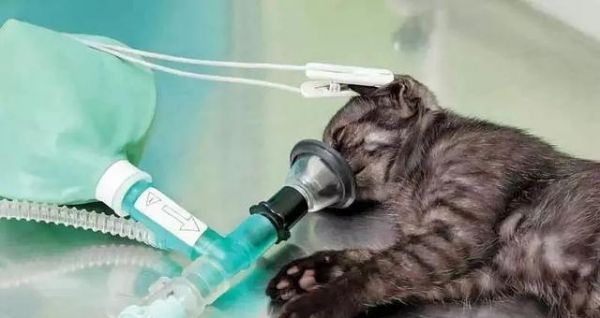 如何治疗患有白血病病毒的宠物猫（宠物猫白血病病毒的危害及预防措施）
