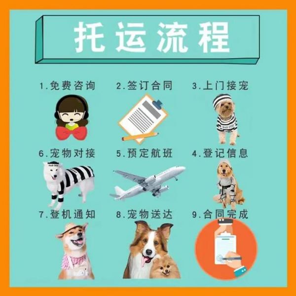 宠物猫怎么寄走_宠物猫怎么寄走快递