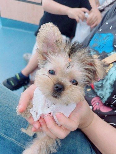 拜恩宠物医院爱宠的健康管家