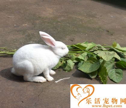 兔子吃苹果吗 喂的食物不能有生水