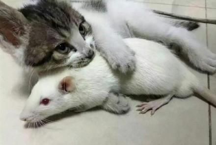 为了训练猫咪捕鼠，还真给猫咪买了只活老鼠