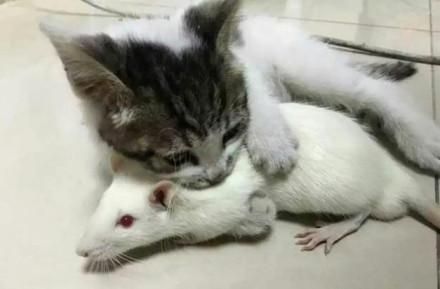 为了训练猫咪捕鼠，还真给猫咪买了只活老鼠