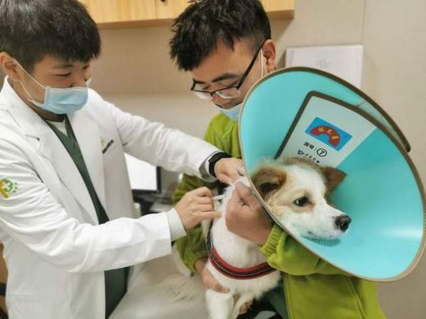 海城宠物医院电话，为什么鞍山做宠物生意的那么多？