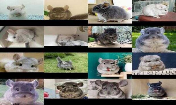宠物龙猫多少钱