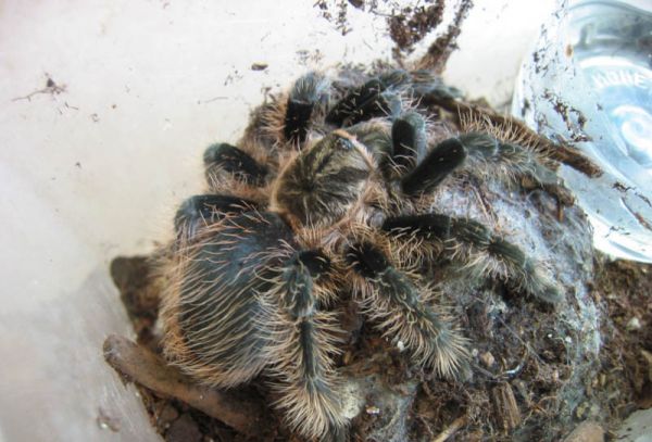 洪都拉斯卷毛蜘蛛有毒吗？宠物蜘蛛安全吗？