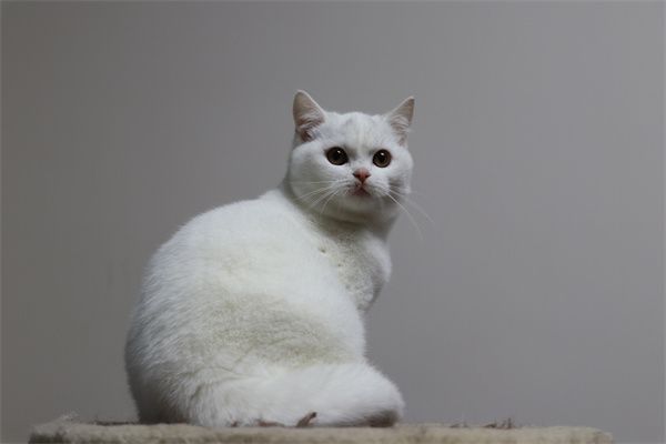 深圳南山区高端宠物市场在哪儿——深圳英短猫地址在哪