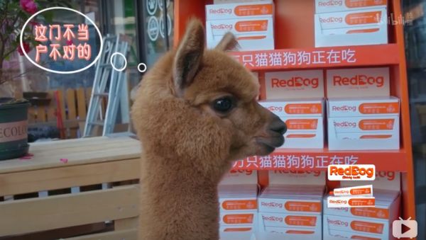 点此在新窗口浏览图片