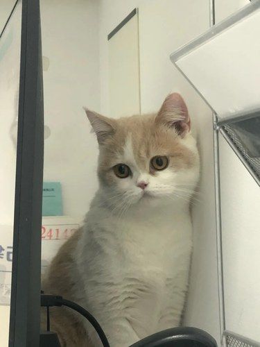 今天猫主子心情复杂了