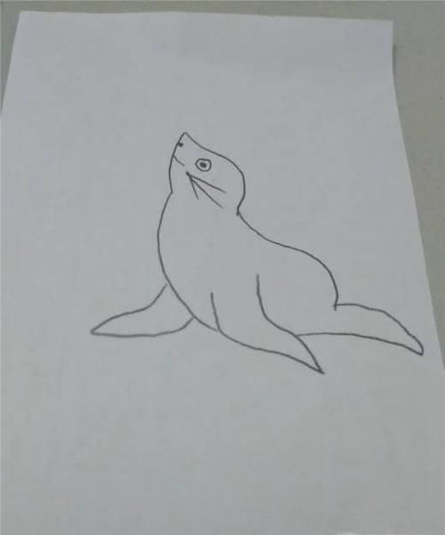 教你画简笔画海豹
