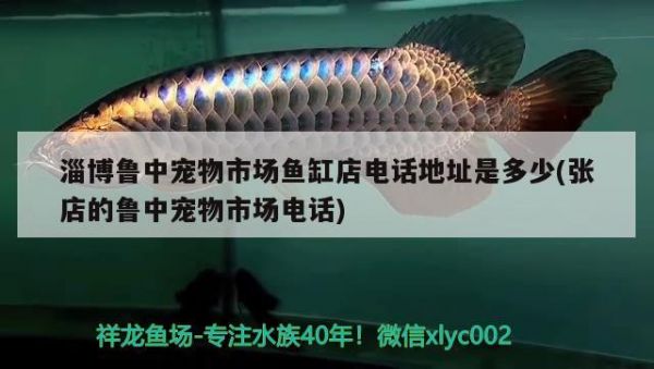淄博鲁中宠物市场鱼缸店电话地址是多少(张店的鲁中宠物市场电话) 帝王迷宫