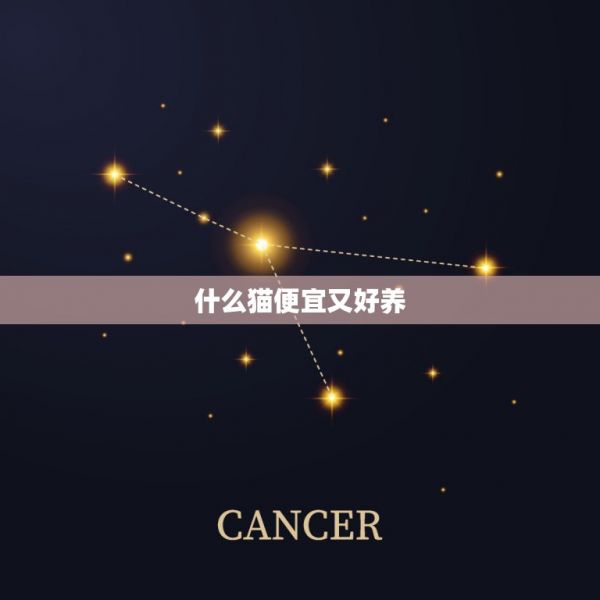 什么猫便宜又好养，哪种猫既便宜又可爱还好养