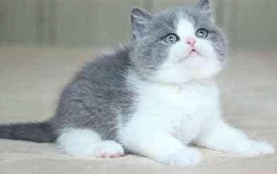 价格在1000以内的猫有哪些，最便宜的宠物猫品种推荐