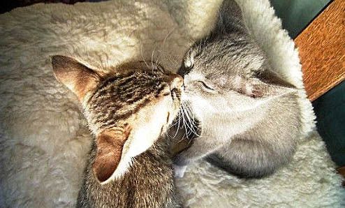 价格在1000以内的猫有哪些，最便宜的宠物猫品种推荐