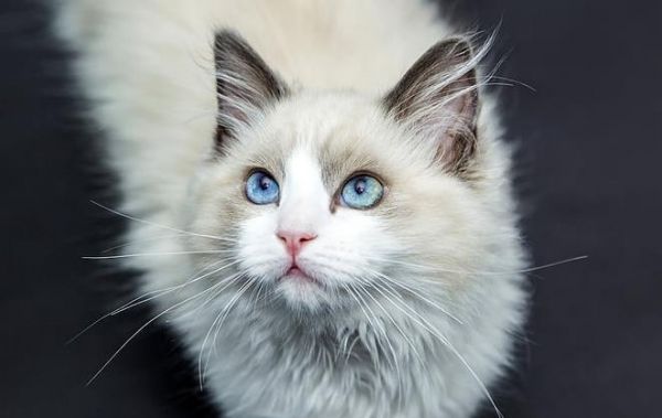 布偶猫