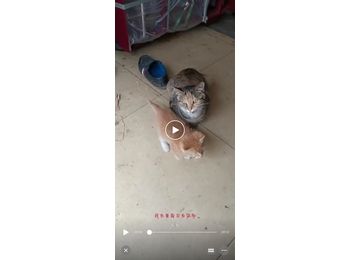 我家有小猫，求领养