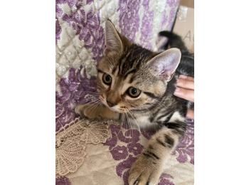 给爱猫寻家