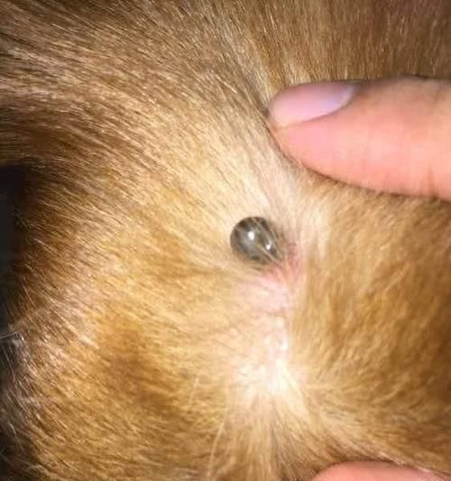 宠物猫身上为什么会有虫（了解宠物猫身上虫的种类及预防方法）