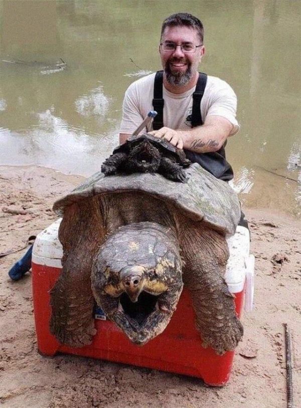 关于大蝾螈的介绍和特点（体型惊人的生物有哪些动物图片）