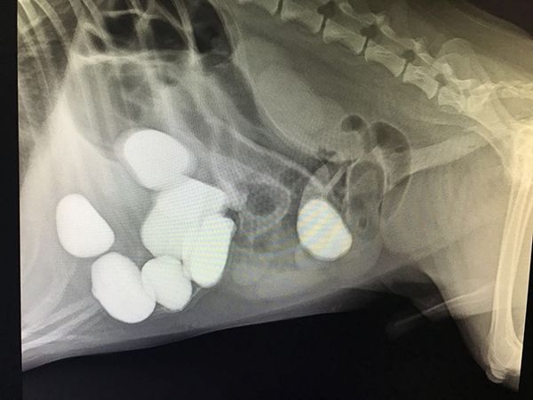 海阳专业的宠物用品哪家好
