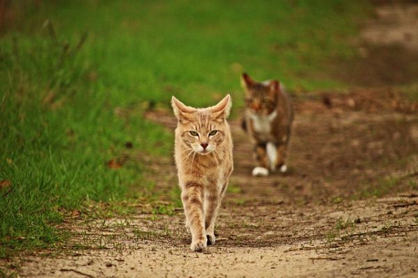 怎么判断猫得了弓形虫