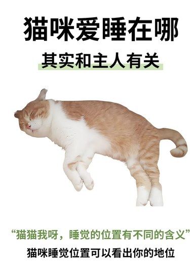 猫咪睡觉位置⁉️