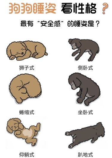 狗狗睡资大赏‼️