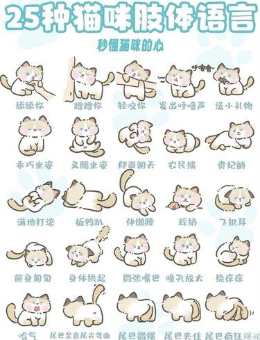 2️⃣5️⃣种猫咪肢体语言让你和喵主子心连心‼️