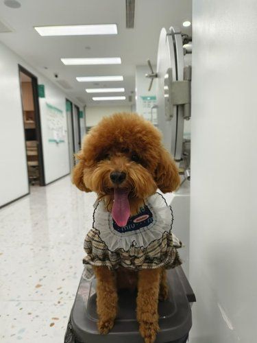 狗狗如何过冬