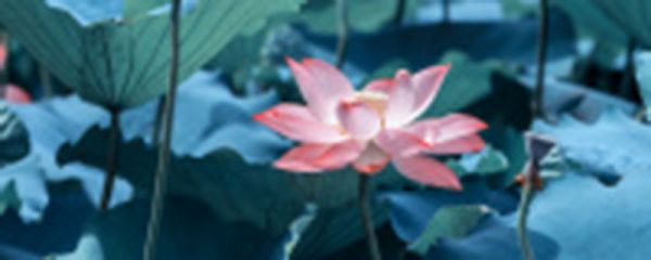 荷花缸里的蚊子幼虫怎么消灭