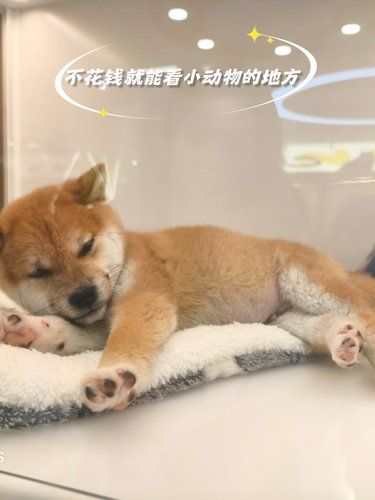 不花钱就能亲近小动物的地方你还不知道吗