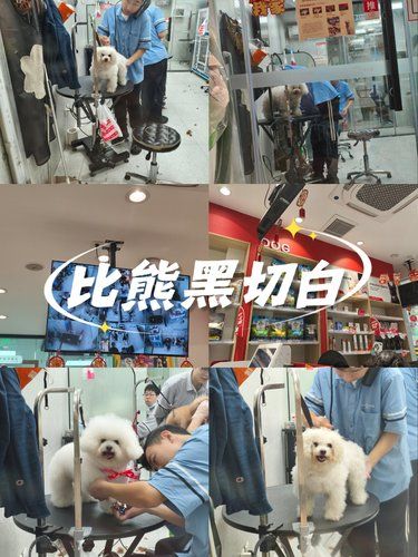 怎么女性宠物理发师也少的很哈哈哈