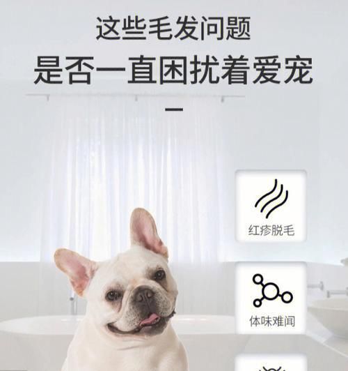 如何处理宠物身上的跳蚤？（应对宠物身上的跳蚤，你需要知道的一切）