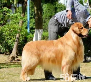 《赛级英系美系大骨架金毛》温顺乖巧、包健康签协