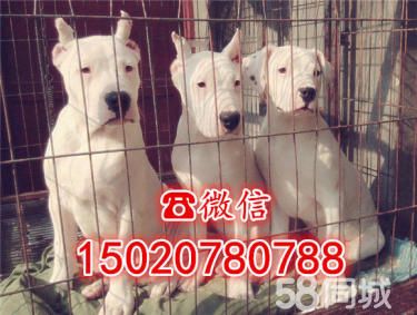 【杜高犬专业养殖】出售杜高犬-精品杜高-杜高犬价格