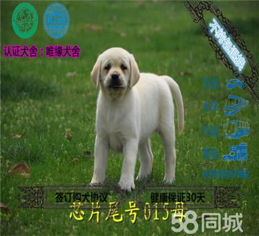 20年专业繁殖拉布拉多犬,血统纯正签协议包养活