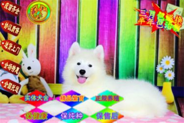 白天使萨摩耶骨量大 毛量佳正规犬舍繁殖澳版萨摩耶