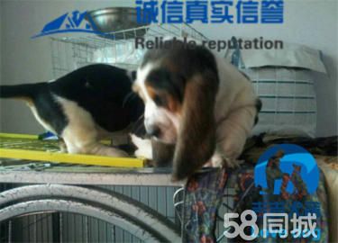 百*百纯种巴吉度猎犬，专业繁殖，值得信赖