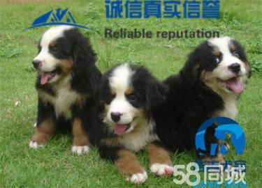 百*百纯种伯恩山，大骨架高品质，包健康养活