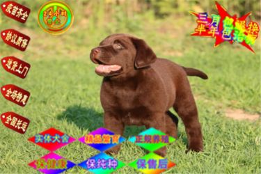 本地犬场一出售小七同款拉布拉多一包养活一签协议