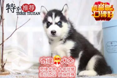 本地正规犬场一出售三火蓝眼哈士奇犬一包养活一签协议