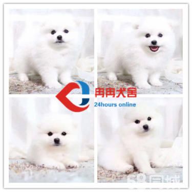 博美犬俊介、白富美高富帅的*佳搭档、你还在等什么