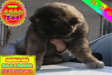 长期繁殖双血统高加索幼犬 各类纯种名犬 包养活签协