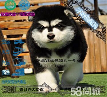 出售阿拉斯加包健康,疫苗驱虫已做,完美品相多只挑选