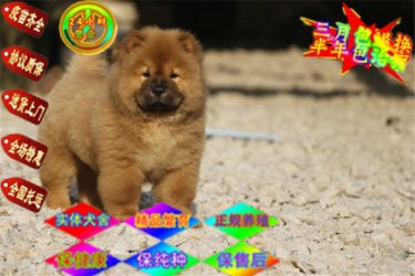 出售纯种大头肉嘴紫舌头松狮犬多种颜色疫苗驱虫做完可