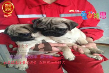 出售纯种巴哥幼犬品相好 健康保证质量保证纯正