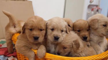 出售纯种金毛幼犬 品质好 公母都有 可送货到家